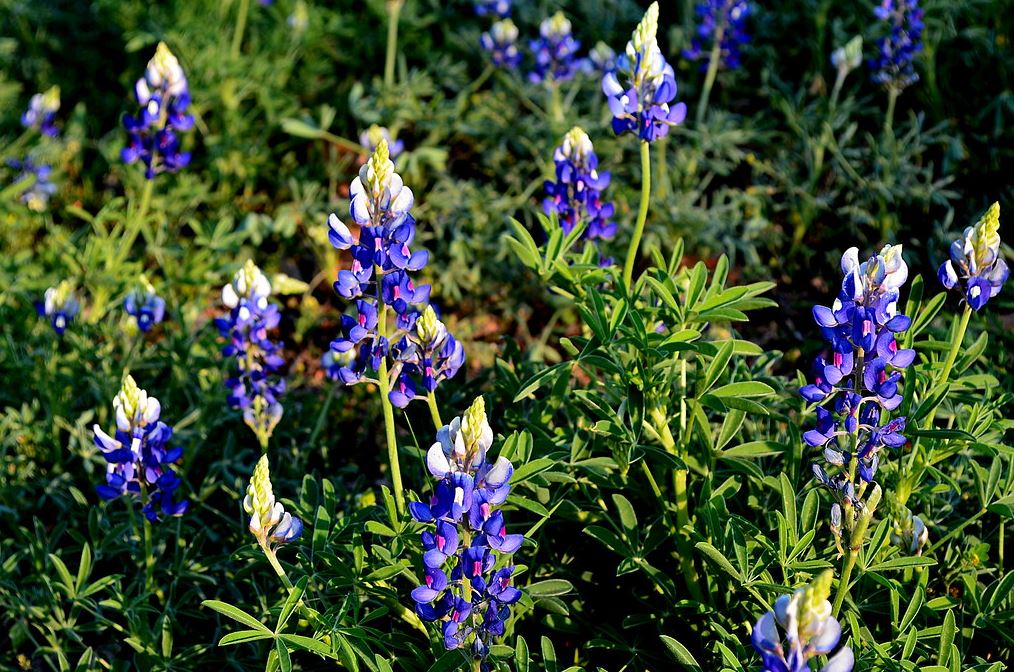 Are Bluebonnets Poisonous? Safety Guide